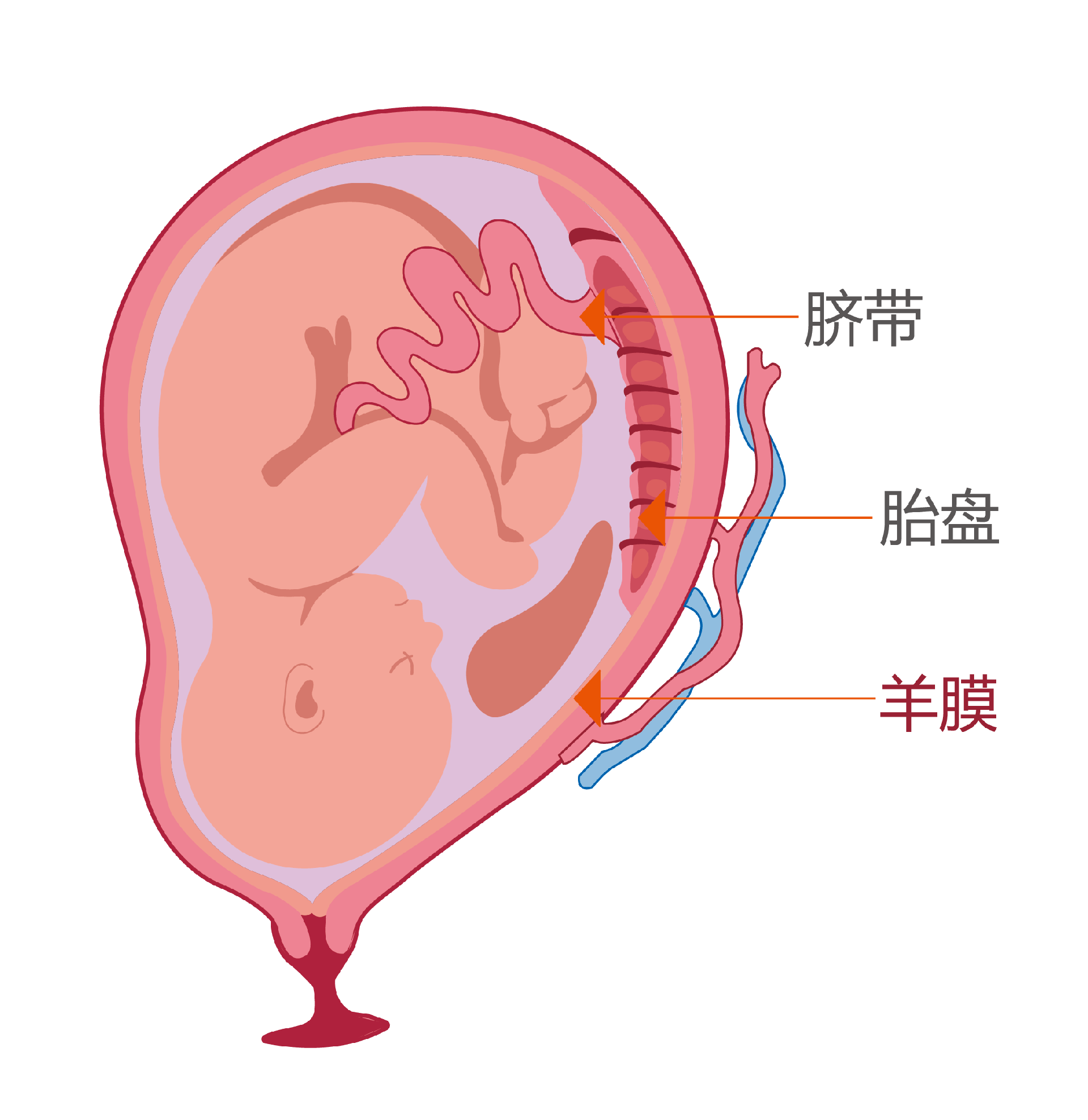 配图-羊膜.png